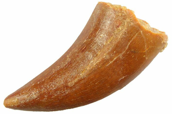 Raptor Tooth - Real Dinosaur Tooth #347057